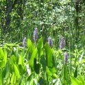 20130621_1320_Purple Flowers
